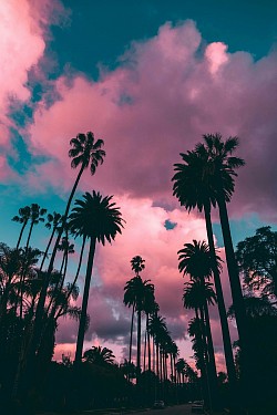 Palms